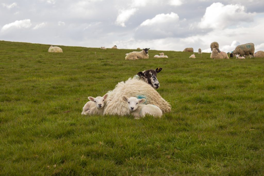 Spring Lambs 2016