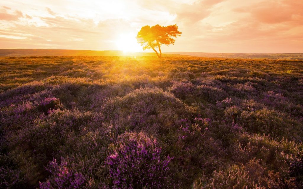 Lone Tree - Egton Moor