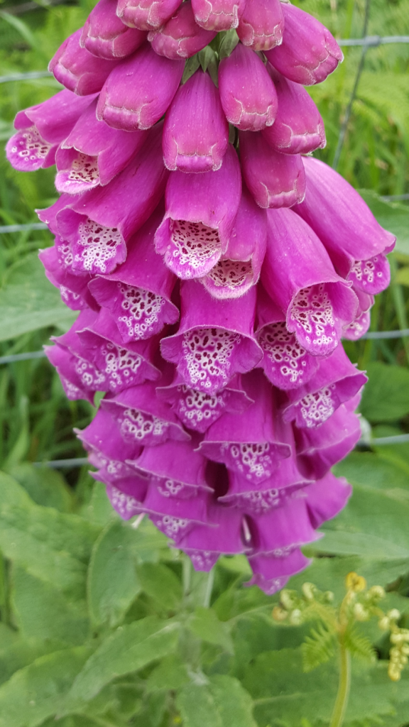 Wild Summer Foxgloves - Aireyholme Farm