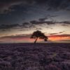 Lone Tree Egton High Moor - North Yorkshire