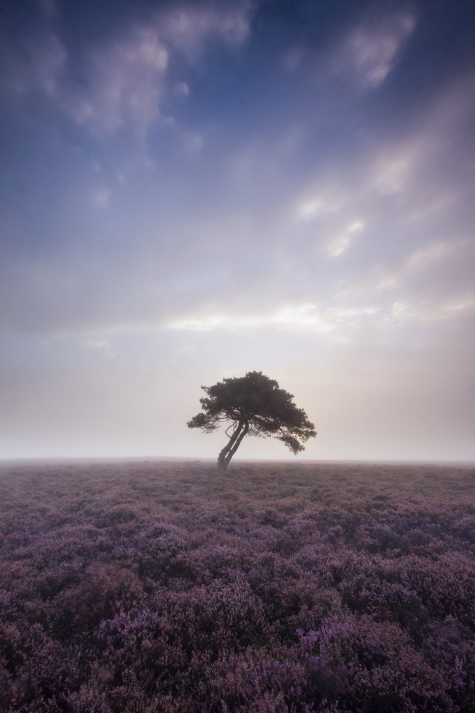 North York Moors Heather Bloom - A misty morning at the Lone Tree on Egton High Moor.