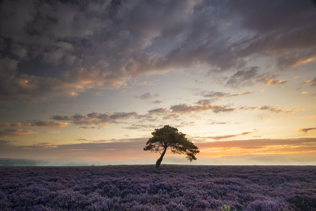 North York Moors Heather Bloom