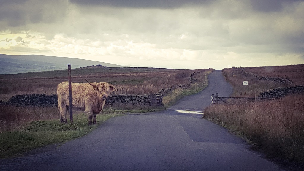 Yorkshire Dales Highland Cow