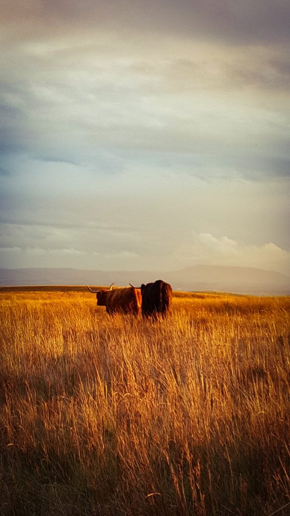 On the moors, Yorkshire Dales