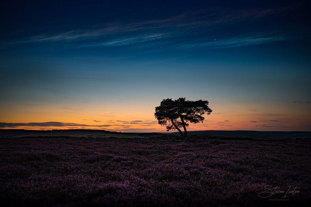 The Lone Tree on Egton Moor at twilight.