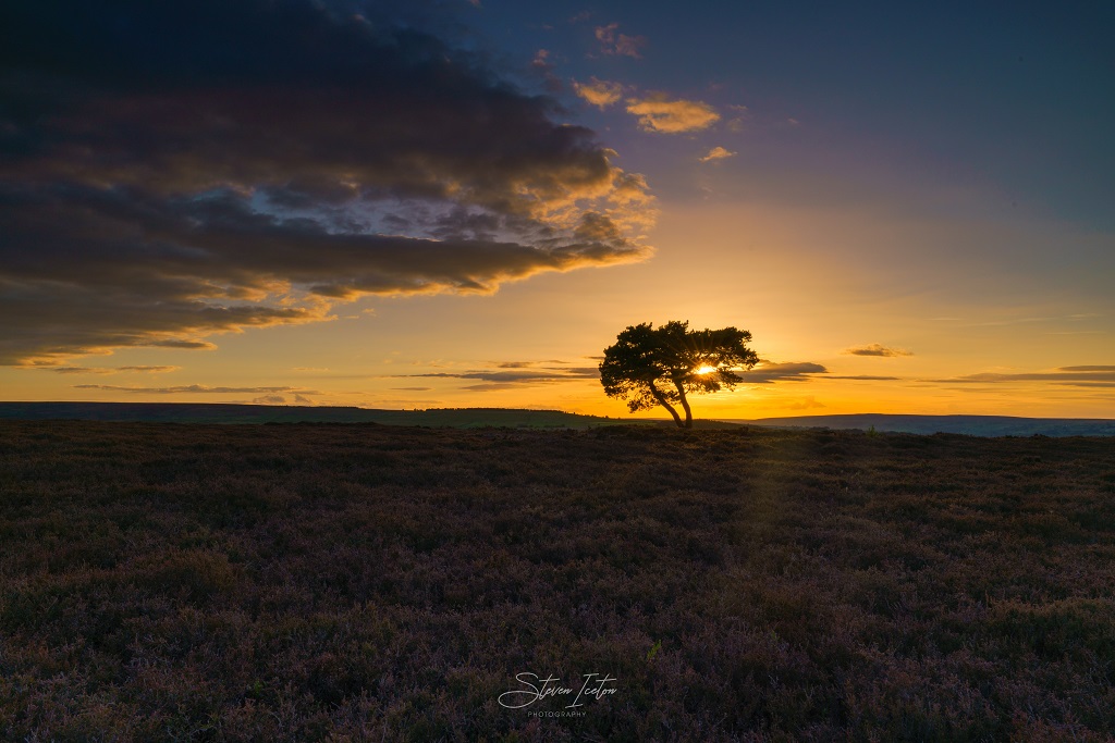 North York Moors Heather Bloom 2020 Egton Moor Lone Tree